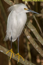 snowy egret